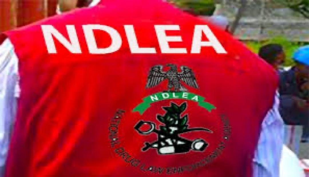 NDLEA Busts Nigerian–Mexican Drug Cartel In Ogun, Seizes ₦480bn Drugs ...